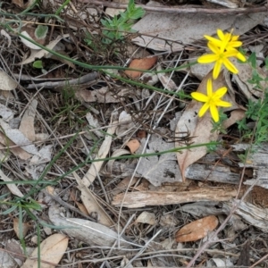 Tricoryne elatior at Hughes, ACT - 30 Nov 2018