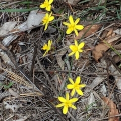 Tricoryne elatior at Hughes, ACT - 30 Nov 2018