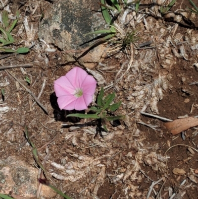 Convolvulus angustissimus subsp. angustissimus (Australian Bindweed) at Red Hill Nature Reserve - 29 Nov 2018 by JackyF
