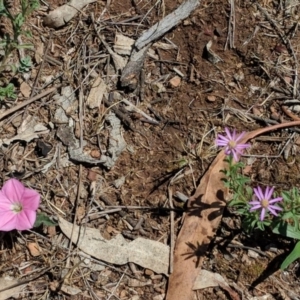 Convolvulus angustissimus subsp. angustissimus at Red Hill, ACT - 29 Nov 2018 02:02 PM