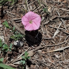 Convolvulus angustissimus subsp. angustissimus at Red Hill, ACT - 29 Nov 2018 02:02 PM