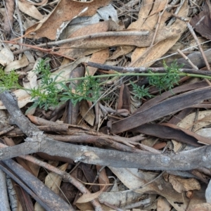 Clematis leptophylla at Hughes, ACT - 30 Nov 2018