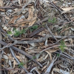 Clematis leptophylla at Hughes, ACT - 30 Nov 2018