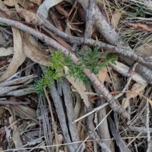 Clematis leptophylla at Hughes, ACT - 30 Nov 2018