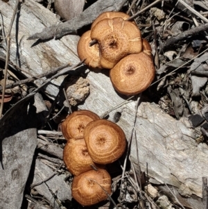 Lentinus arcularius at Hughes, ACT - 29 Nov 2018