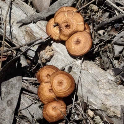 Lentinus arcularius (Fringed Polypore) at Hughes Grassy Woodland - 29 Nov 2018 by JackyF