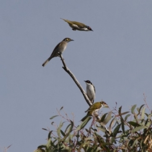 Melithreptus lunatus at Michelago, NSW - 1 May 2012 09:51 AM