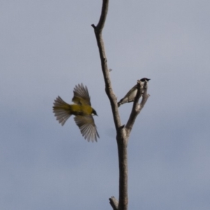 Melithreptus lunatus at Michelago, NSW - 1 May 2012 09:51 AM