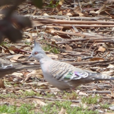 Ocyphaps lophotes (Crested Pigeon) at Red Hill Nature Reserve - 30 Nov 2018 by JackyF