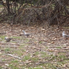 Ocyphaps lophotes at Hughes, ACT - 30 Nov 2018