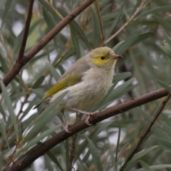 Ptilotula penicillata (White-plumed Honeyeater) at Michelago, NSW - 2 Mar 2013 by Illilanga