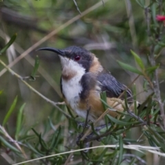 Acanthorhynchus tenuirostris (Eastern Spinebill) at Michelago, NSW - 1 Mar 2013 by Illilanga