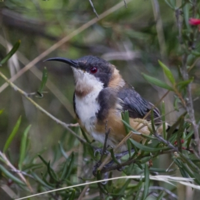 Acanthorhynchus tenuirostris (Eastern Spinebill) at Michelago, NSW - 2 Mar 2013 by Illilanga