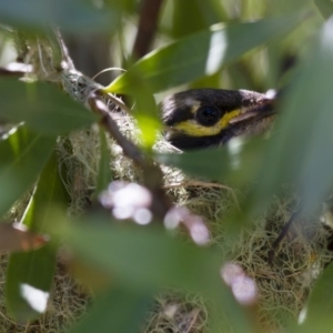 Caligavis chrysops at Michelago, NSW - 2 Feb 2015