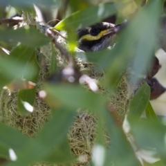 Caligavis chrysops at Michelago, NSW - 2 Feb 2015