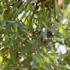 Caligavis chrysops at Michelago, NSW - 2 Feb 2015