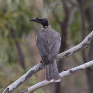 Philemon corniculatus at Michelago, NSW - 5 Feb 2017 09:19 AM