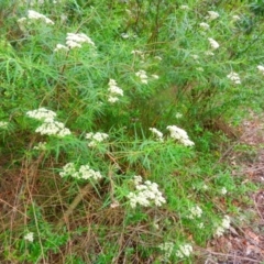 Cassinia sp. (Cassinia) at Kangaroo Valley, NSW - 13 Nov 2018 by GregThompson