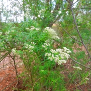 Cassinia sp. at Kangaroo Valley, NSW - 13 Nov 2018