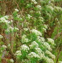 Cassinia sp. at Kangaroo Valley, NSW - 13 Nov 2018