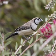 Stizoptera bichenovii (Double-barred Finch) at Michelago, NSW - 26 Nov 2018 by Illilanga