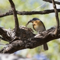 Myiagra rubecula (Leaden Flycatcher) at Michelago, NSW - 1 Dec 2014 by Illilanga