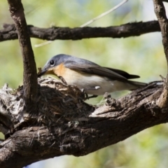 Myiagra rubecula at Michelago, NSW - 1 Dec 2014 07:21 AM
