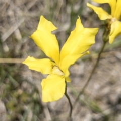 Goodenia paradoxa (Spur Goodenia) at Michelago, NSW - 17 Nov 2018 by Illilanga