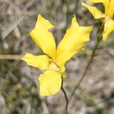 Goodenia paradoxa (Spur Goodenia) at Michelago, NSW - 17 Nov 2018 by Illilanga