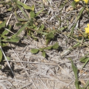 Goodenia paradoxa at Michelago, NSW - 17 Nov 2018 01:11 PM