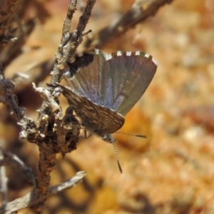 Theclinesthes serpentata at Hackett, ACT - 30 Nov 2018 01:25 PM