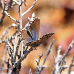 Theclinesthes serpentata at Hackett, ACT - 30 Nov 2018