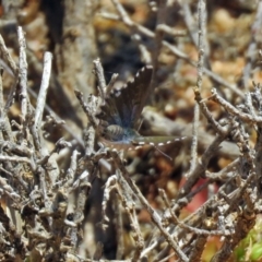 Theclinesthes serpentata at Hackett, ACT - 30 Nov 2018 01:25 PM