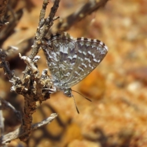 Theclinesthes serpentata at Hackett, ACT - 30 Nov 2018 01:25 PM