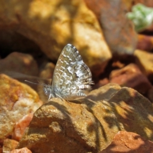 Theclinesthes serpentata at Hackett, ACT - 30 Nov 2018 01:25 PM