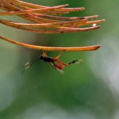 Ichneumonidae (family) (Unidentified ichneumon wasp) at ANBG - 30 Nov 2018 by RodDeb