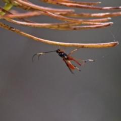 Ichneumonidae (family) at Acton, ACT - 30 Nov 2018 12:58 PM