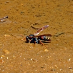 Polistes (Polistella) humilis (Common Paper Wasp) at Hackett, ACT - 30 Nov 2018 by RodDeb