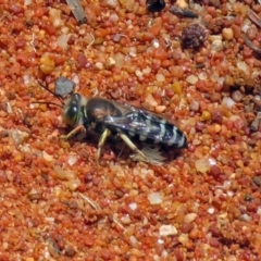 Bembix sp. (genus) (Unidentified Bembix sand wasp) at ANBG - 30 Nov 2018 by RodDeb