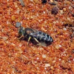 Bembix sp. (genus) at Hackett, ACT - 30 Nov 2018