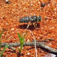 Bembix sp. (genus) at Hackett, ACT - 30 Nov 2018