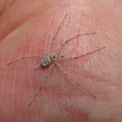 Tamopsis sp. (genus) (Two-tailed spider) at Acton, ACT - 30 Nov 2018 by RodDeb