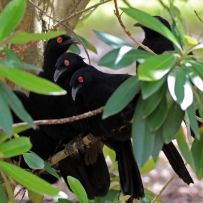 Corcorax melanorhamphos (White-winged Chough) at Acton, ACT - 30 Nov 2018 by RodDeb