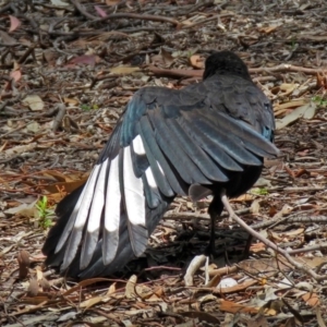 Corcorax melanorhamphos at Acton, ACT - 30 Nov 2018