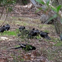 Corcorax melanorhamphos at Acton, ACT - 30 Nov 2018