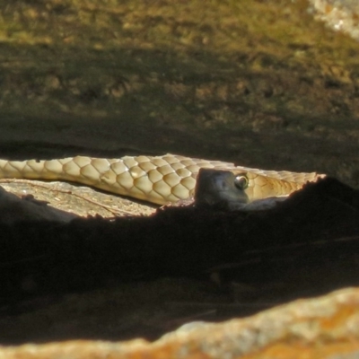 Pseudonaja textilis (Eastern Brown Snake) at ANBG - 29 Nov 2018 by RodDeb