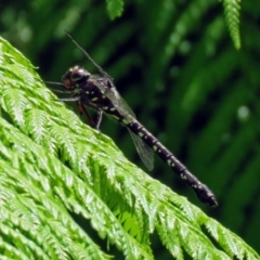 Austroaeschna multipunctata (Multi-spotted Darner) at Acton, ACT - 30 Nov 2018 by RodDeb