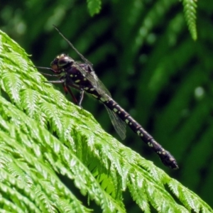 Austroaeschna multipunctata at Acton, ACT - 30 Nov 2018 12:15 PM