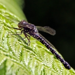 Austroaeschna multipunctata at Acton, ACT - 30 Nov 2018 12:15 PM