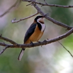 Acanthorhynchus tenuirostris (Eastern Spinebill) at ANBG - 30 Nov 2018 by RodDeb